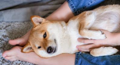 куче човек крака