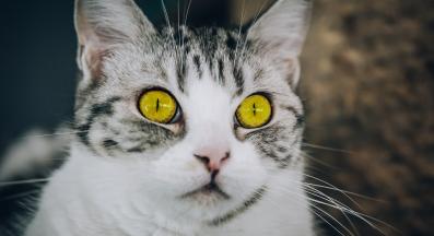 котка в близък план