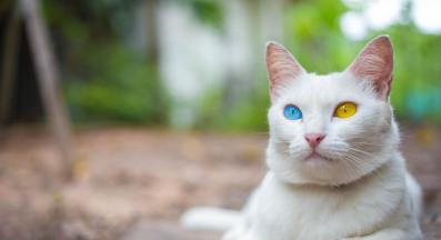 котка с различен цвят на очите