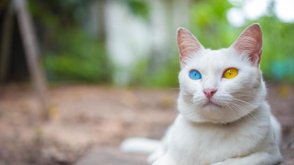 Колко рядко се среща котка с два различни цвята на очите