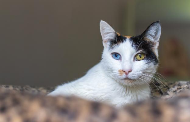 котка с различен цвят на очите