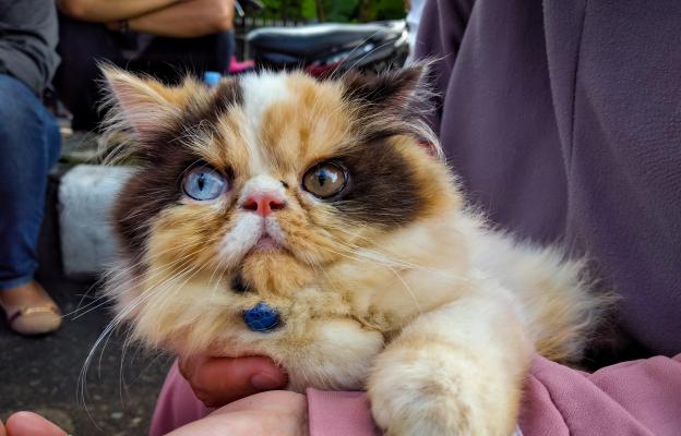 котка с различен цвят на очите