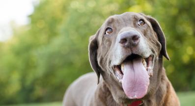 куче задъхване