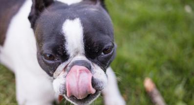 куче ближе въздуха