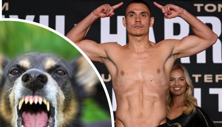 Тим Цзю - Куче прати боксьор в болница