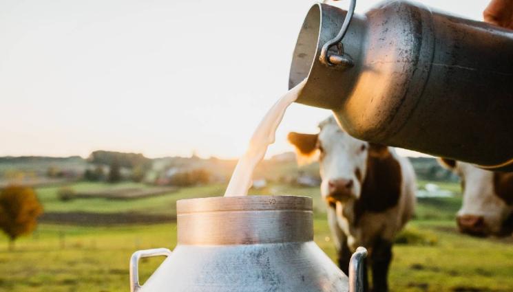 крава мляко