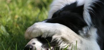 Защо кучетата прикриват муцуната си с лапи, когато спят