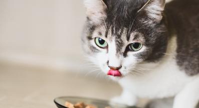 котка се храни