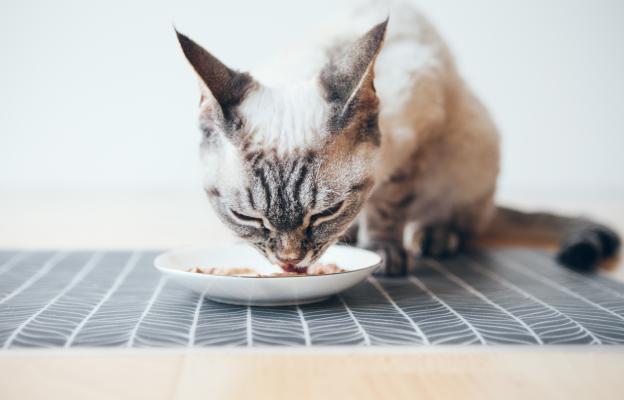 котка се храни