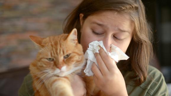 Възможно ли е да се изгради имунитет срещу котешки алергии