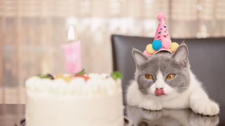 котка рожден ден