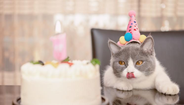 котка рожден ден - ЗА ГИНЕС: Котка чукна 32 години