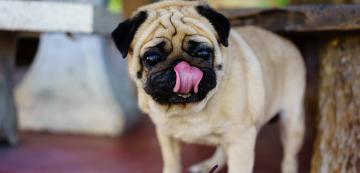 10 породи кучета, известни като капризни към храната си