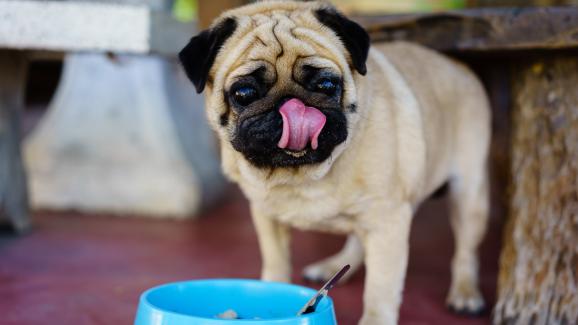 10 породи кучета, известни като капризни към храната си