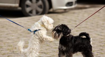 кучета среща