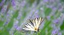 Изчезнал вид пеперуда се завърна на територията на Великобритания