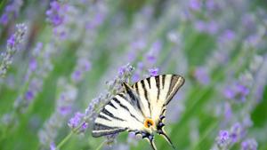 Вид пеперуда смятан за изчезнал във Великобритания от близо сто