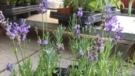 лавандула