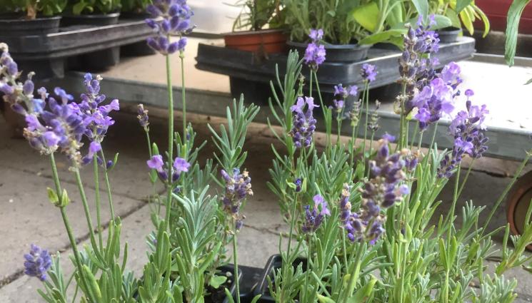 лавандула - Агро Телеграф: Щит от здравец и индрише срещу насекомите