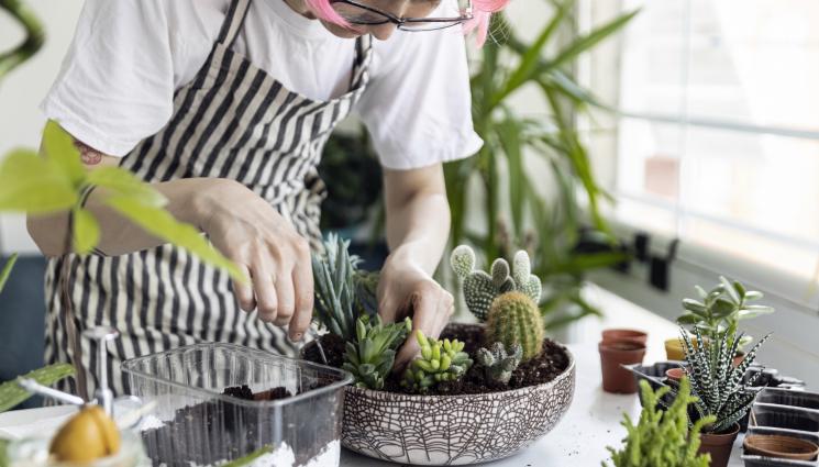 кактус - Агро Телеграф: Щастливите кактуси обичат тухлен чипс