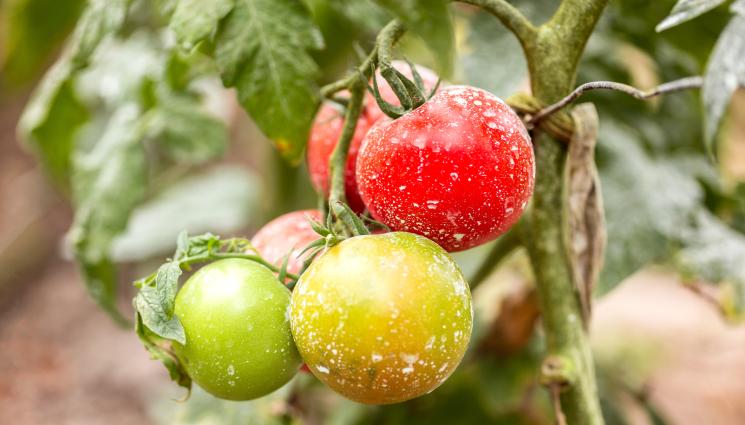 пръскане градина - Агро Телеграф: Класика в жанра: Бордолезов разтвор спасява градината след градушка
