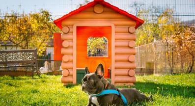 куче къщичка