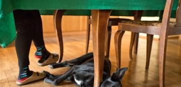 Защо кучето ляга под бюрото ви, докато работите