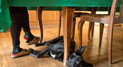 куче под масата