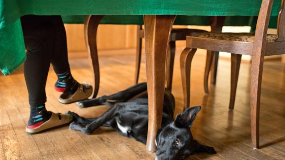 Защо кучето ляга под бюрото ви, докато работите