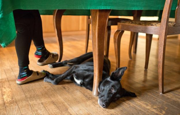 куче под масата