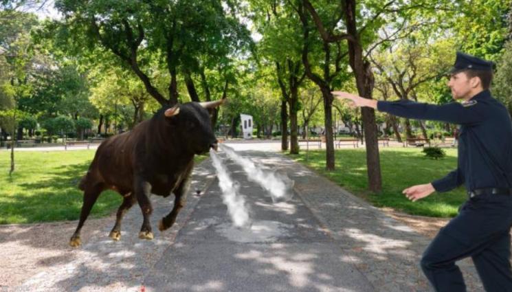 a - ЦИРК: Бик направи ченгетата на маймуни, разиграва ги 3 часа! (ВИДЕО)