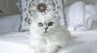 Екзотична късокосместа котка