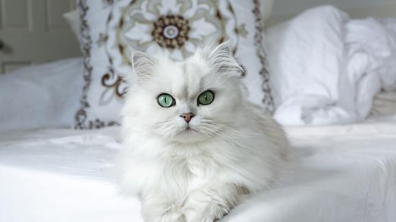 Прилики и разлики между Екзотичните късокосмести котки и Персийските котки