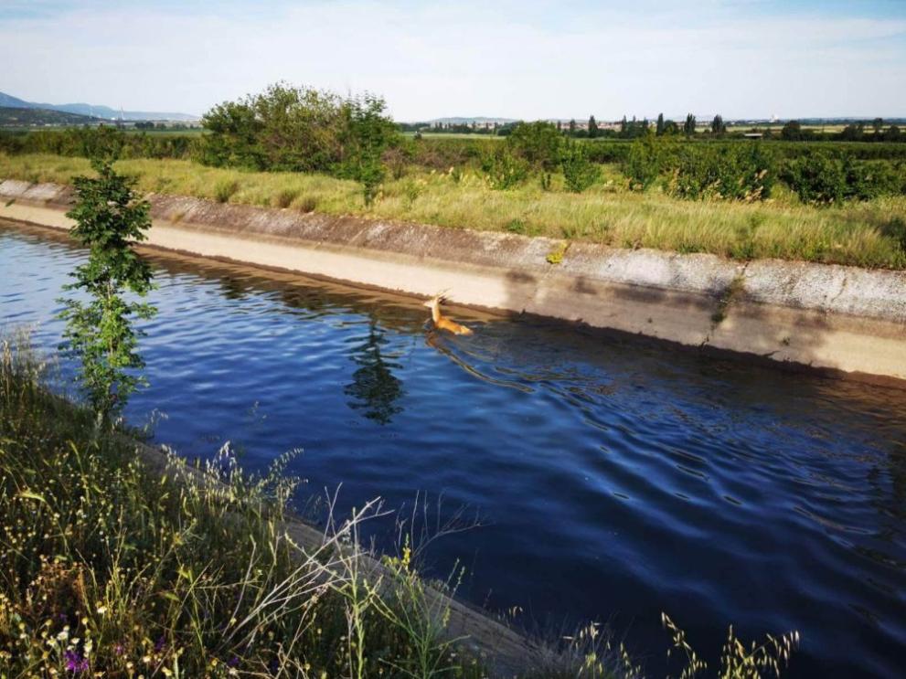 Пожарникари и служители на Регионална дирекция по горите са успели