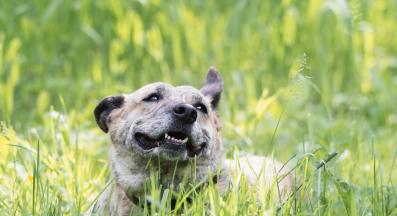 възрастно куче