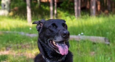 възрастно куче