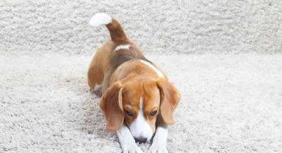 куче копае в килима