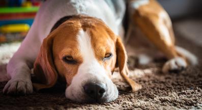 куче копае в килима