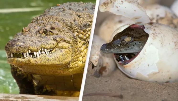 крокодил - ЧУДО? Крокодил е забременял сам