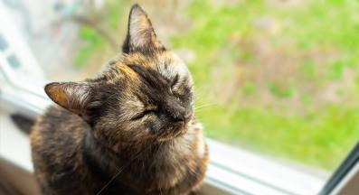 котка у дома