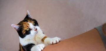 4 причини, поради които котката ви използва като драскалка
