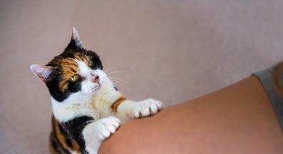 котка драска