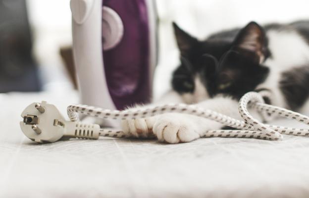 котка дъвче електрически кабели