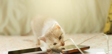 5 лесни начина да предпазим кабелите от котката