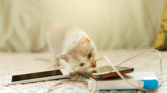 5 лесни начина да предпазим кабелите от котката