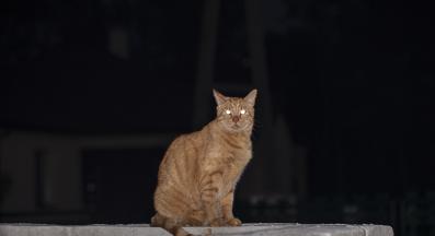 котка на тъмно