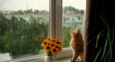 котка в апартамент