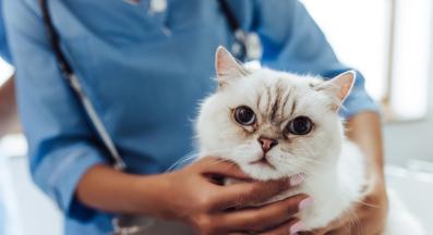 котка при ветеринар