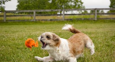 куче играчки