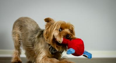 куче играчки